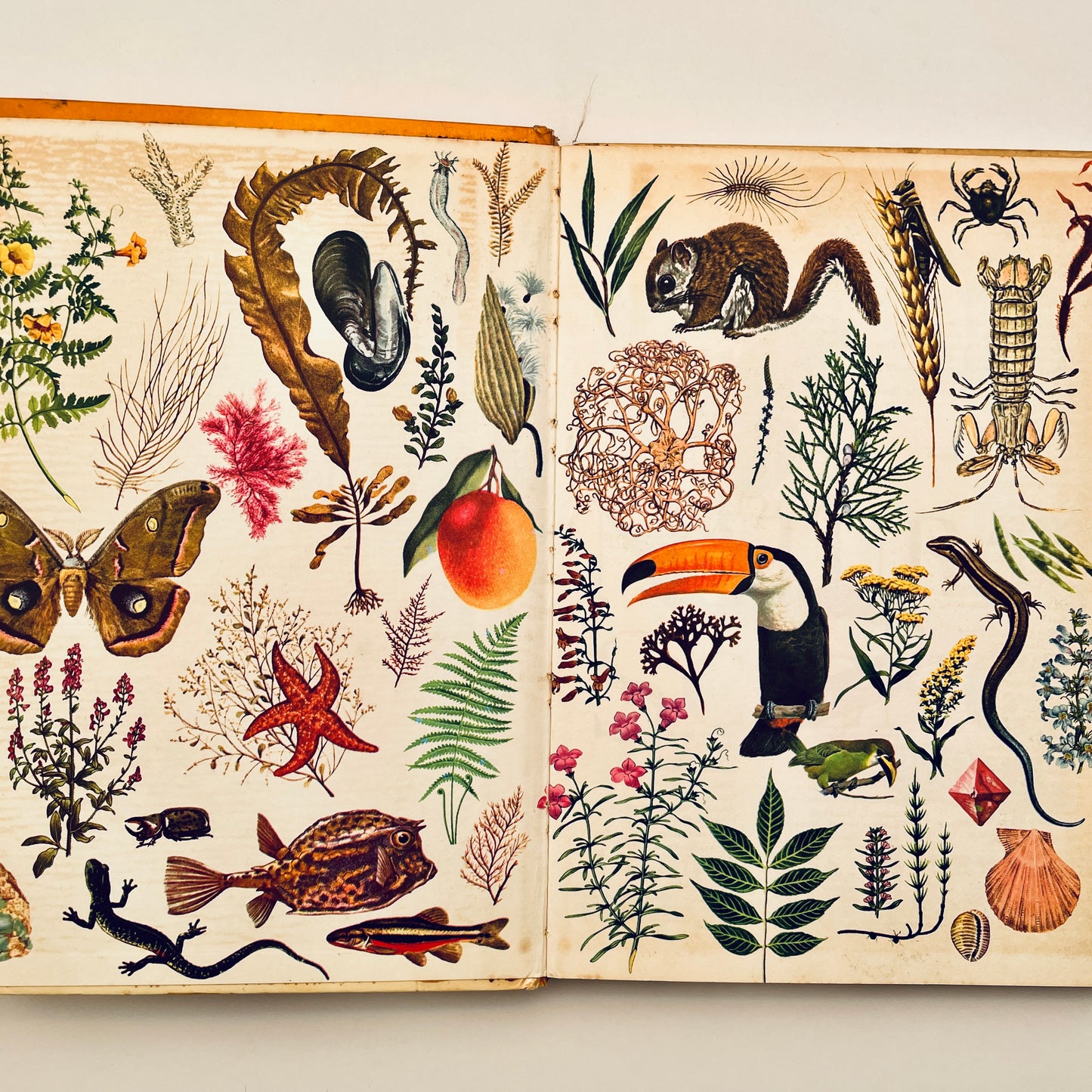 The Golden Book Encyclopedia of Natural Science, Volume 10