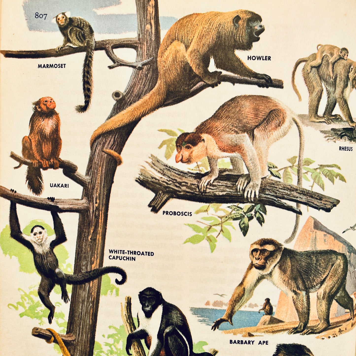 The Golden Book Encyclopedia of Natural Science, Volume 10
