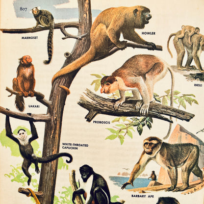 The Golden Book Encyclopedia of Natural Science, Volume 10
