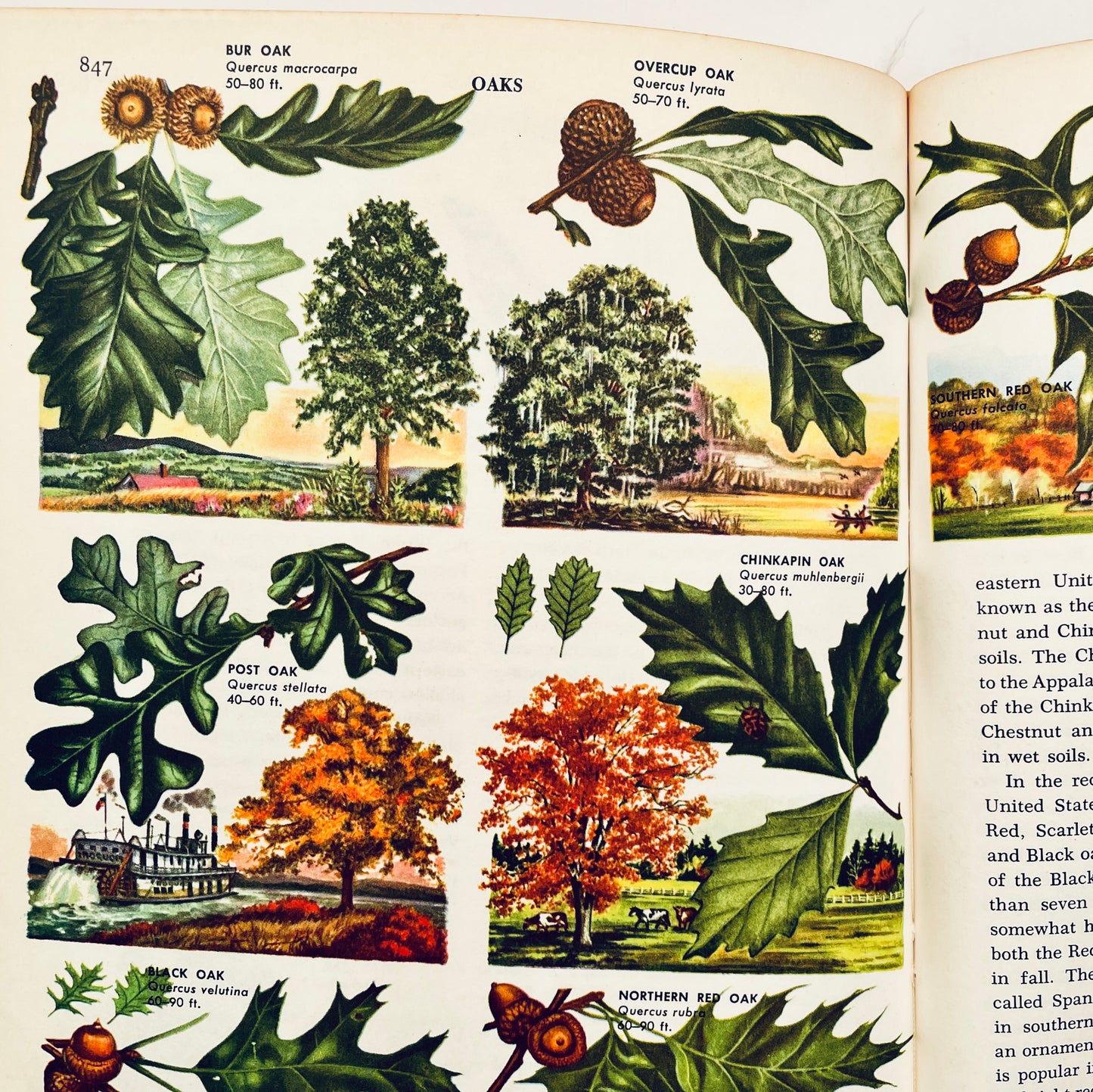 The Golden Book Encyclopedia of Natural Science, Volume 10