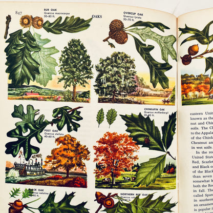 The Golden Book Encyclopedia of Natural Science, Volume 10