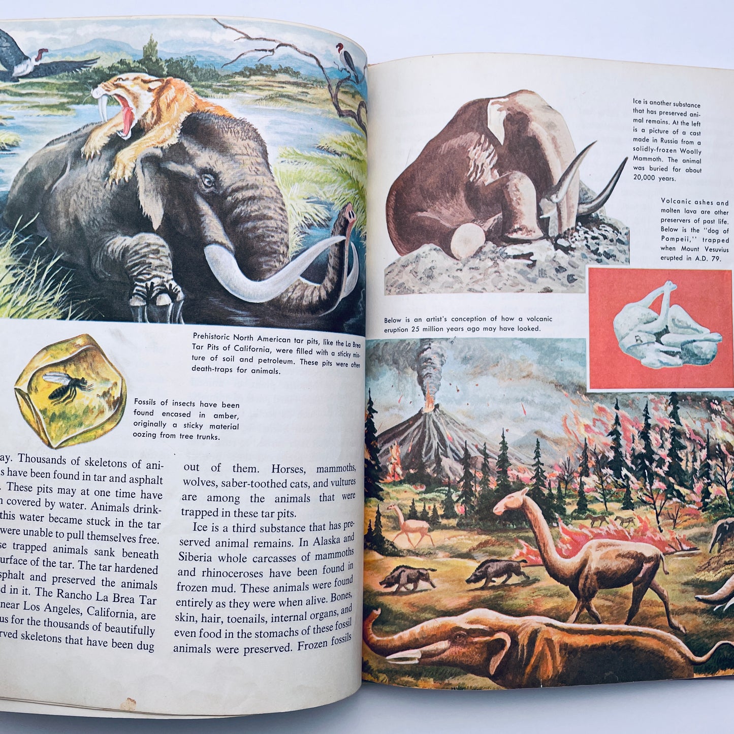 The How and Why Wonder Books of Prehistoric Mammals