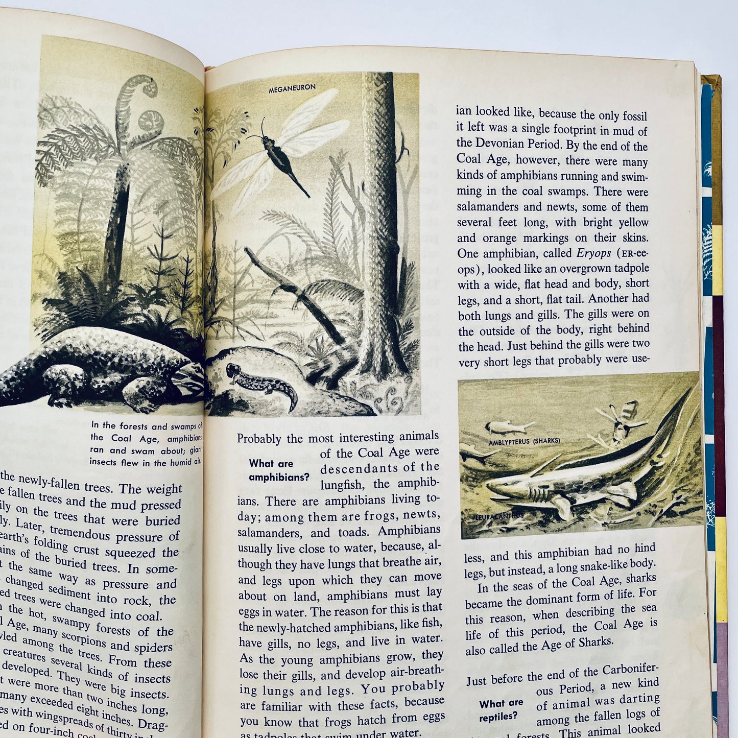 The How and Why Wonder Books of Prehistoric Mammals