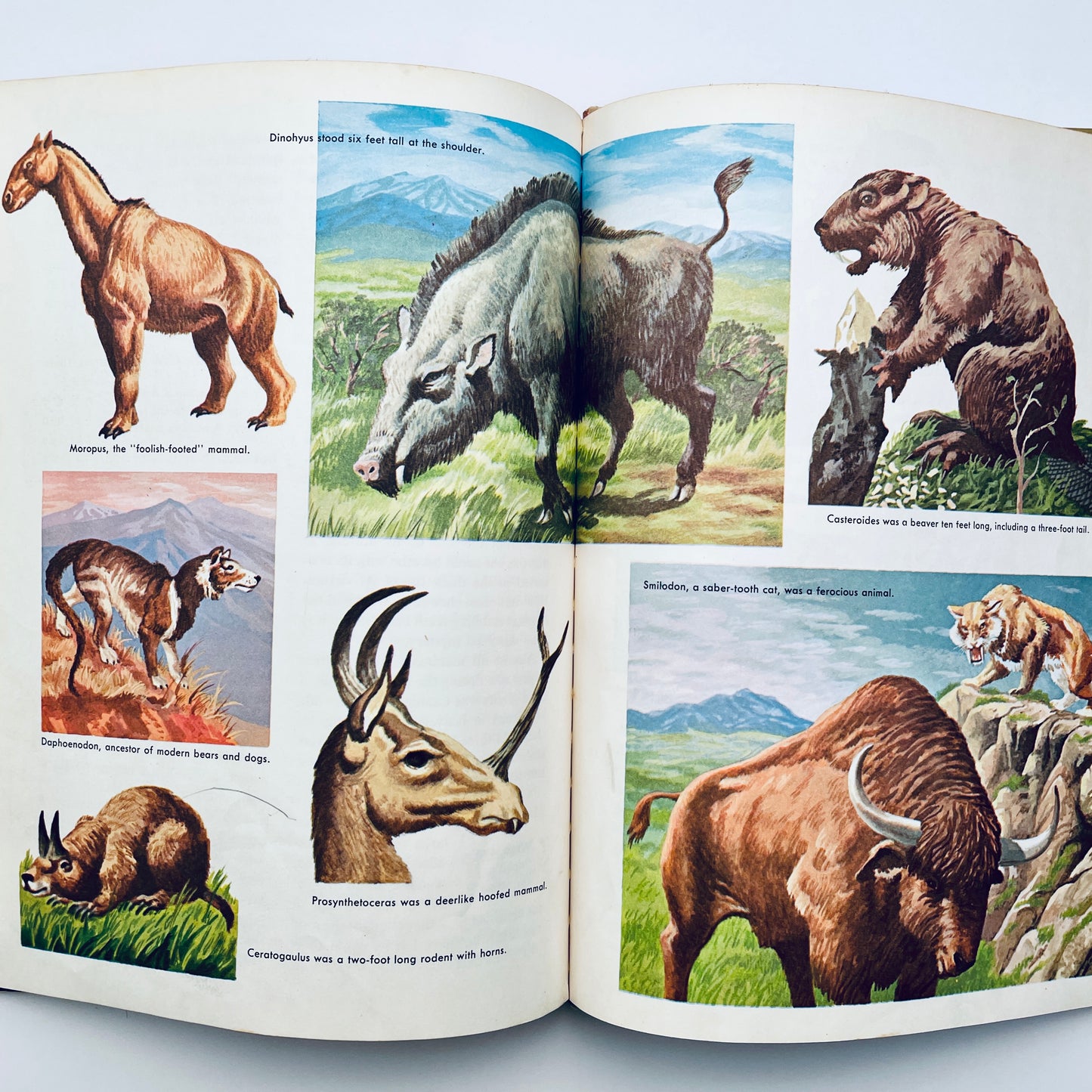 The How and Why Wonder Books of Prehistoric Mammals
