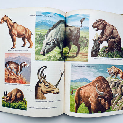 The How and Why Wonder Books of Prehistoric Mammals