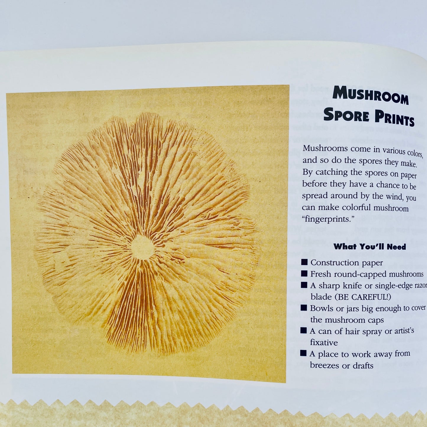Nature Crafts for Kids