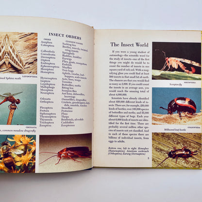 The Insect World