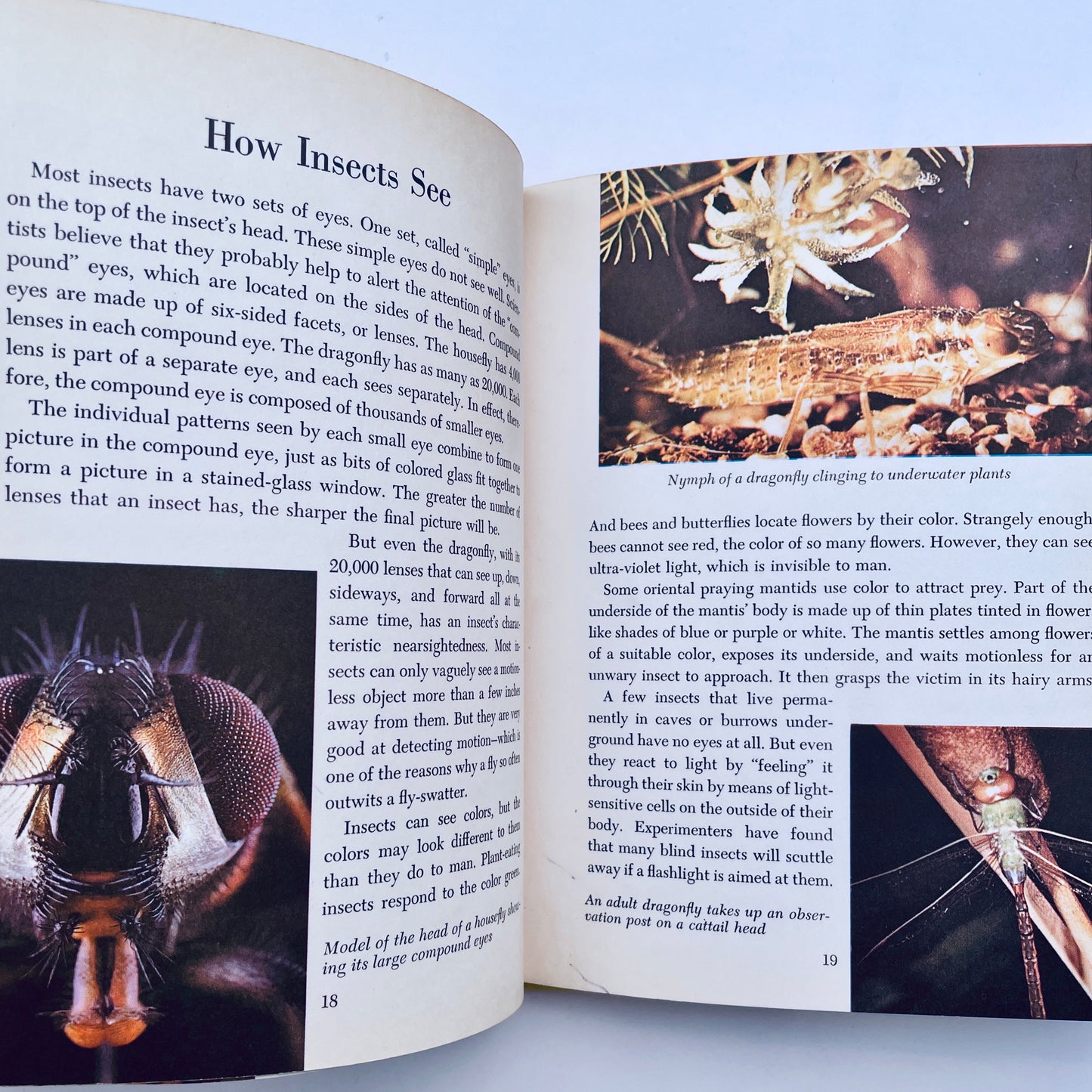 The Insect World
