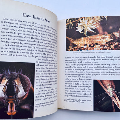 The Insect World