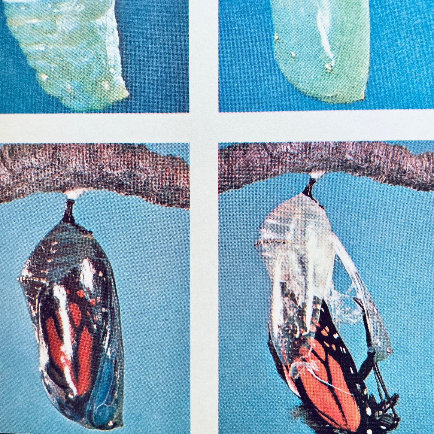 The Insect World
