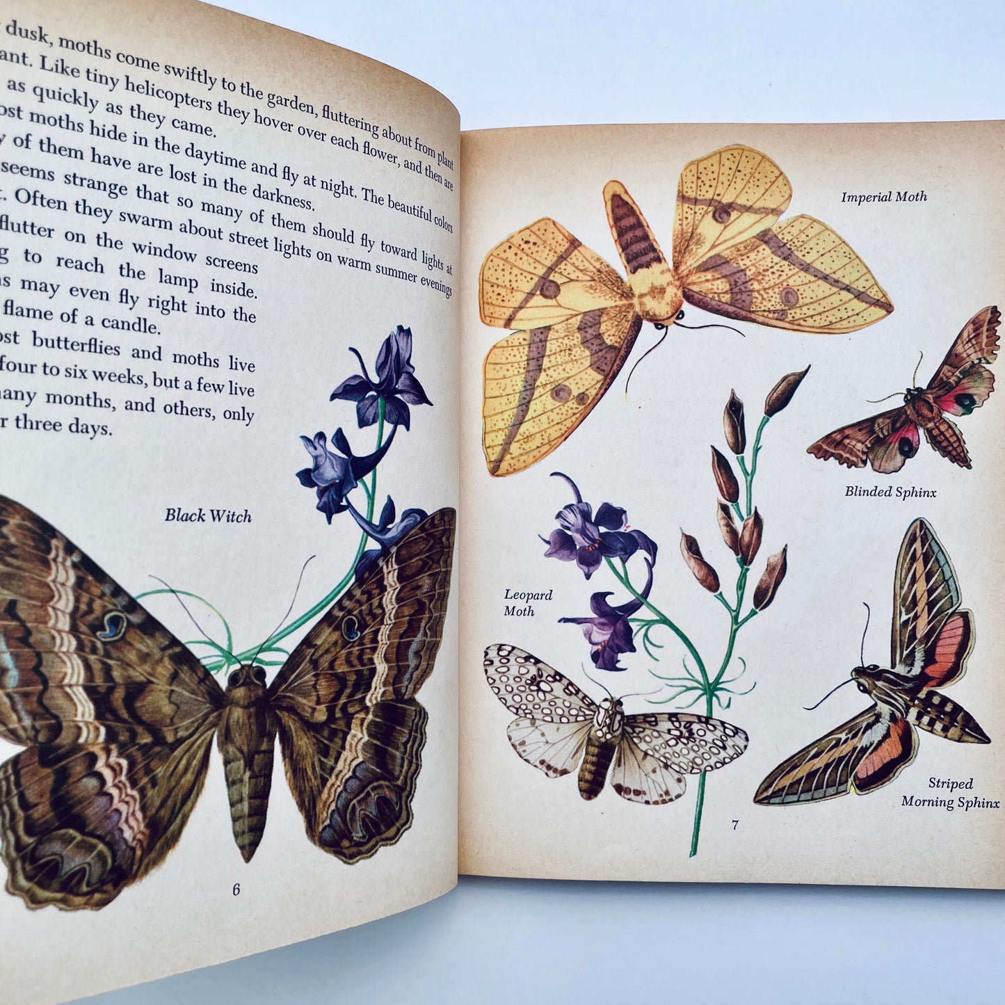 Butterflies and Moths (The Golden Library of Knowledge)