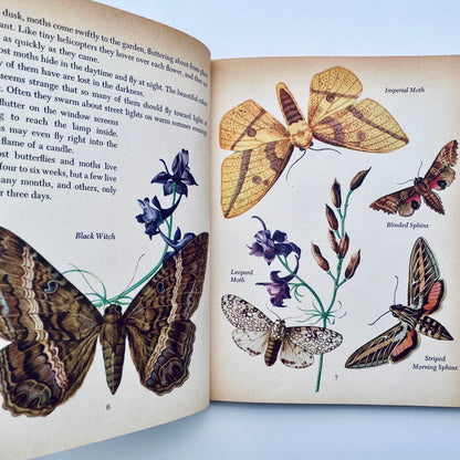 Butterflies and Moths (The Golden Library of Knowledge)