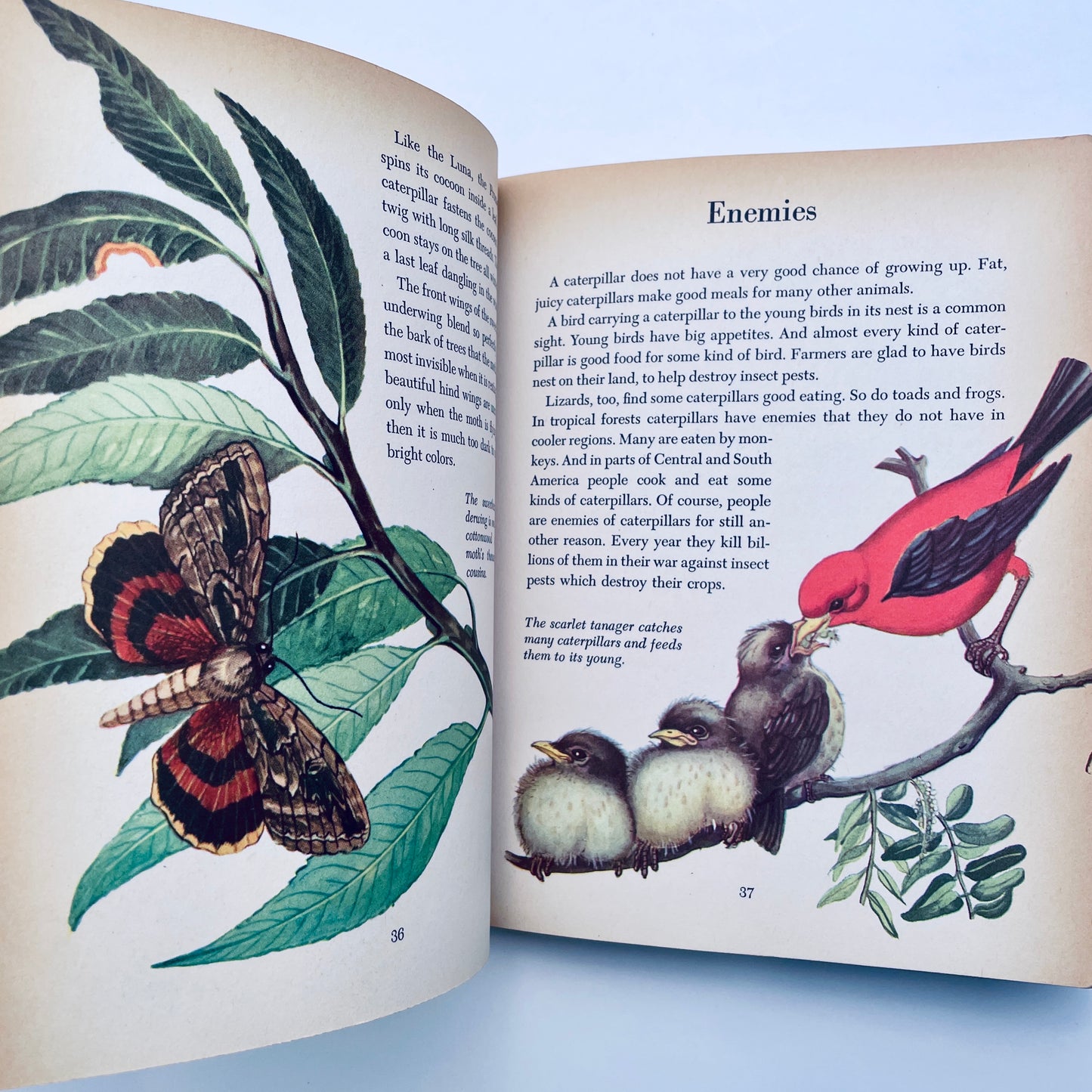 Butterflies and Moths (The Golden Library of Knowledge)