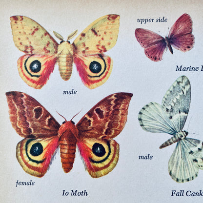 Butterflies and Moths (The Golden Library of Knowledge)