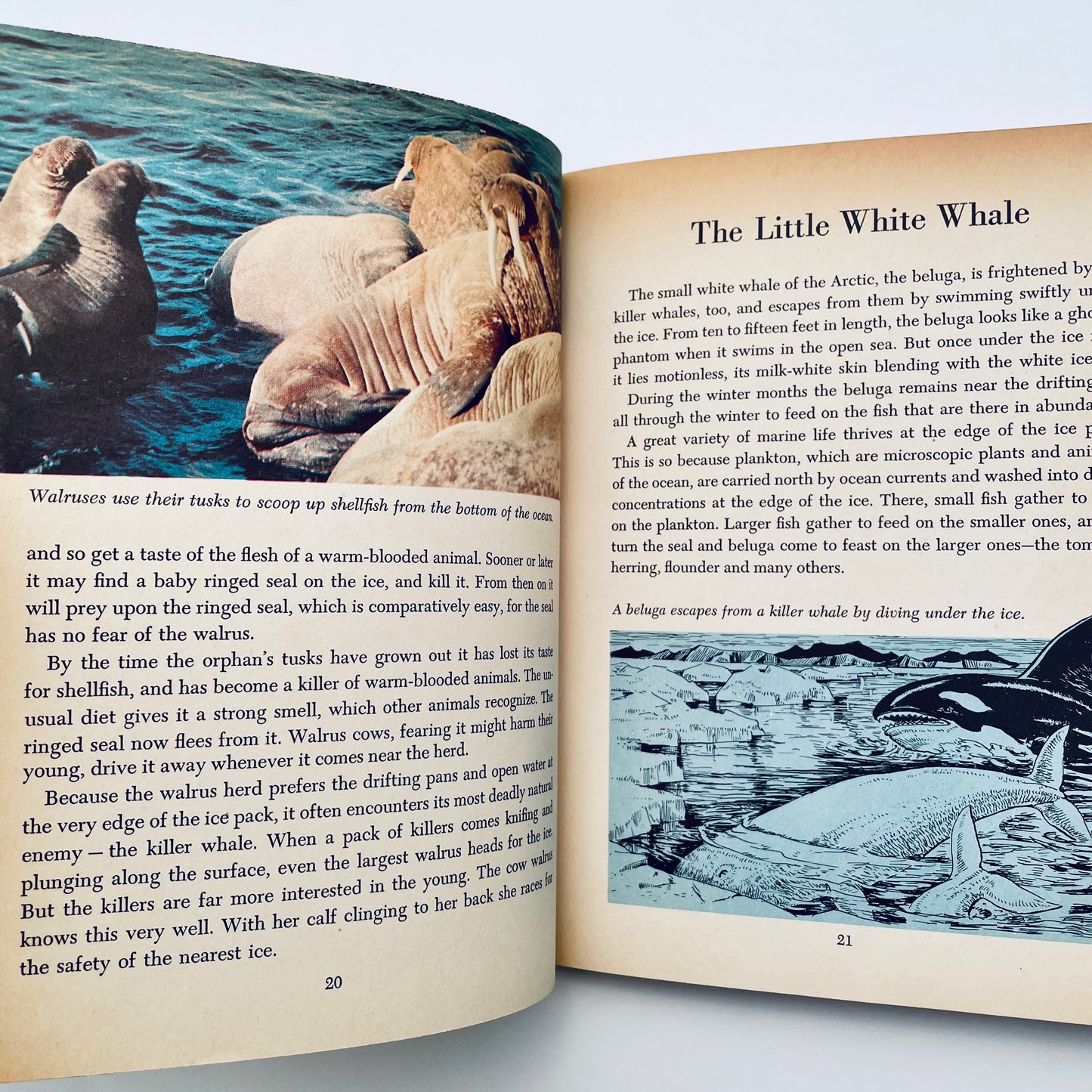 Walt Disney's White Wilderness (The Golden Library of Knowledge)