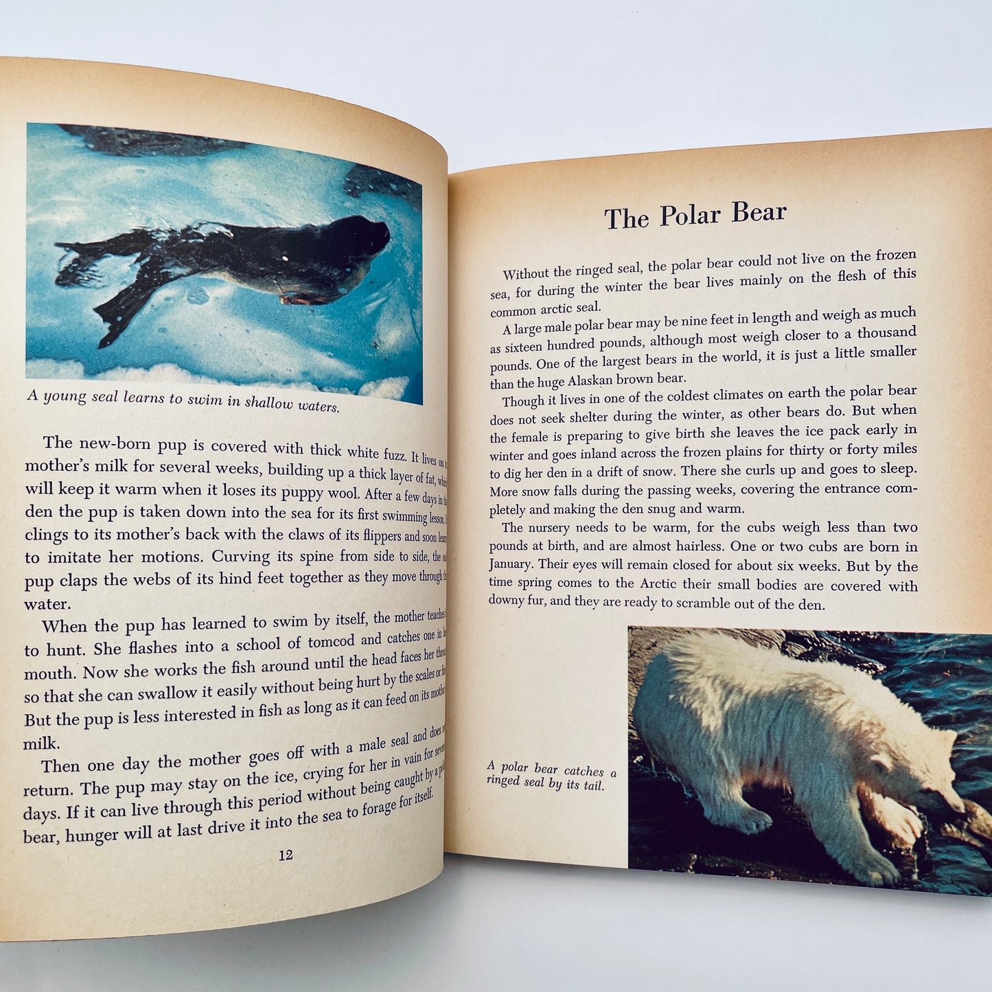 Walt Disney's White Wilderness (The Golden Library of Knowledge)
