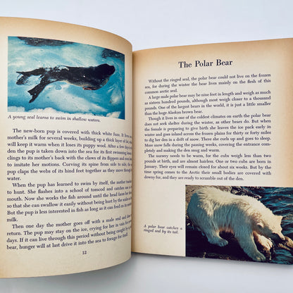 Walt Disney's White Wilderness (The Golden Library of Knowledge)