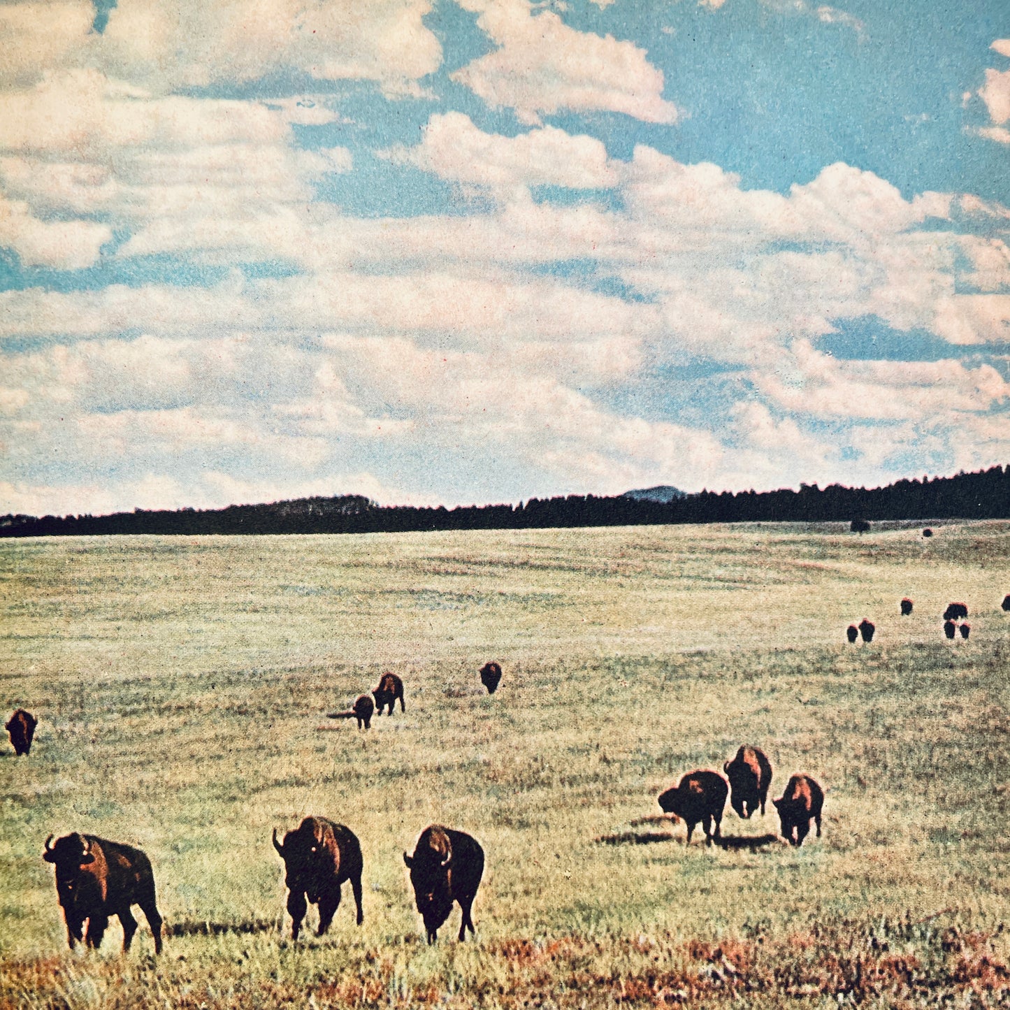 Walt Disney's Wildlife of the West (The Golden Library of Knowledge)