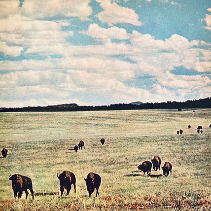Walt Disney's Wildlife of the West (The Golden Library of Knowledge)