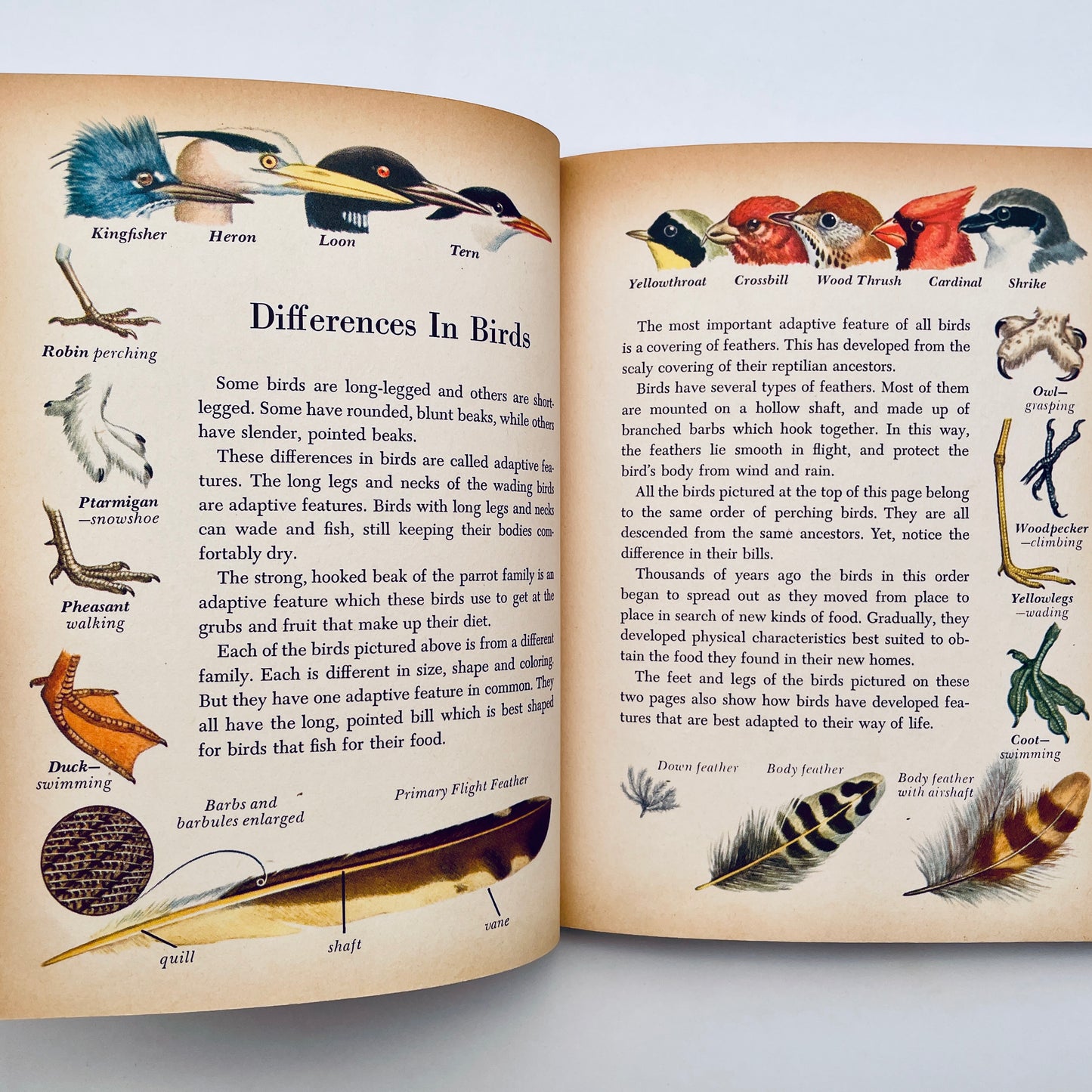 Birds of the World (The Golden Library of Knowledge)
