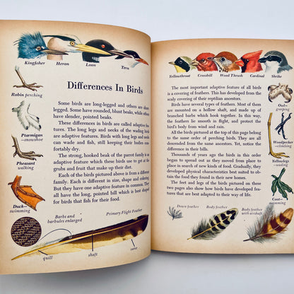 Birds of the World (The Golden Library of Knowledge)