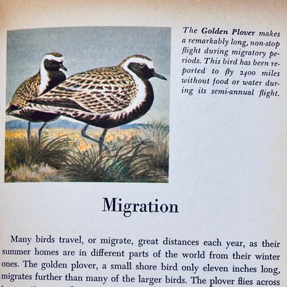 Birds of the World (The Golden Library of Knowledge)