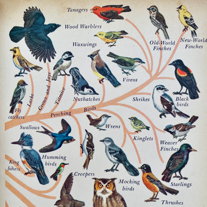 Birds of the World (The Golden Library of Knowledge)