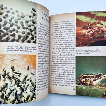 Animals and their Travels (The Golden Library of Knowledge)