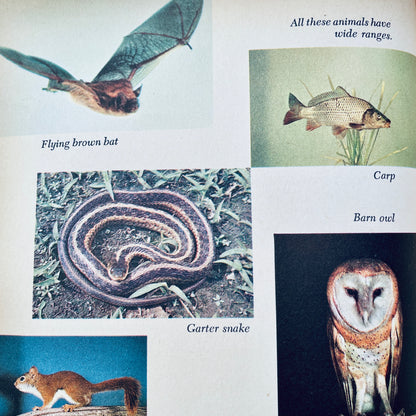 Animals and their Travels (The Golden Library of Knowledge)