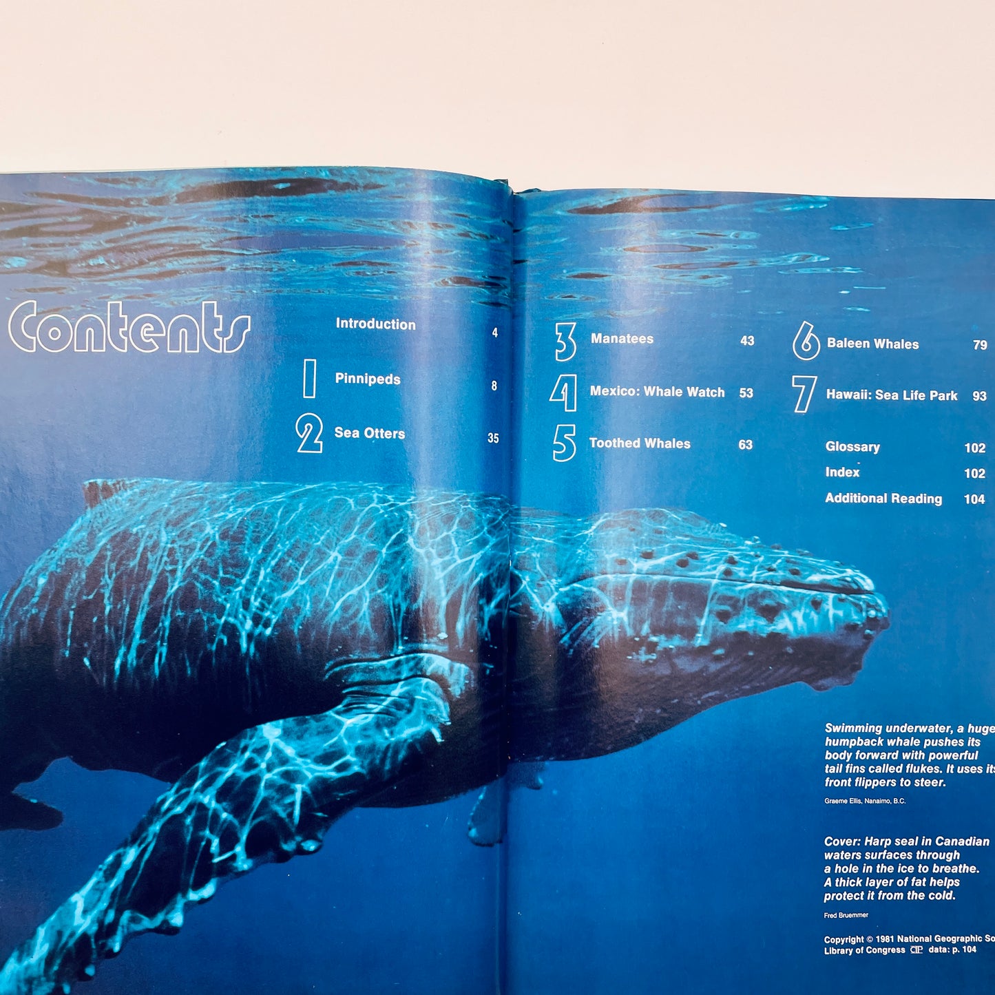 Amazing Animals of the Sea (National Geographic Books for World Explorers)