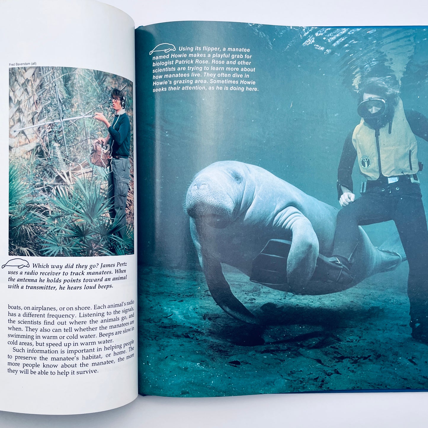 Amazing Animals of the Sea (National Geographic Books for World Explorers)