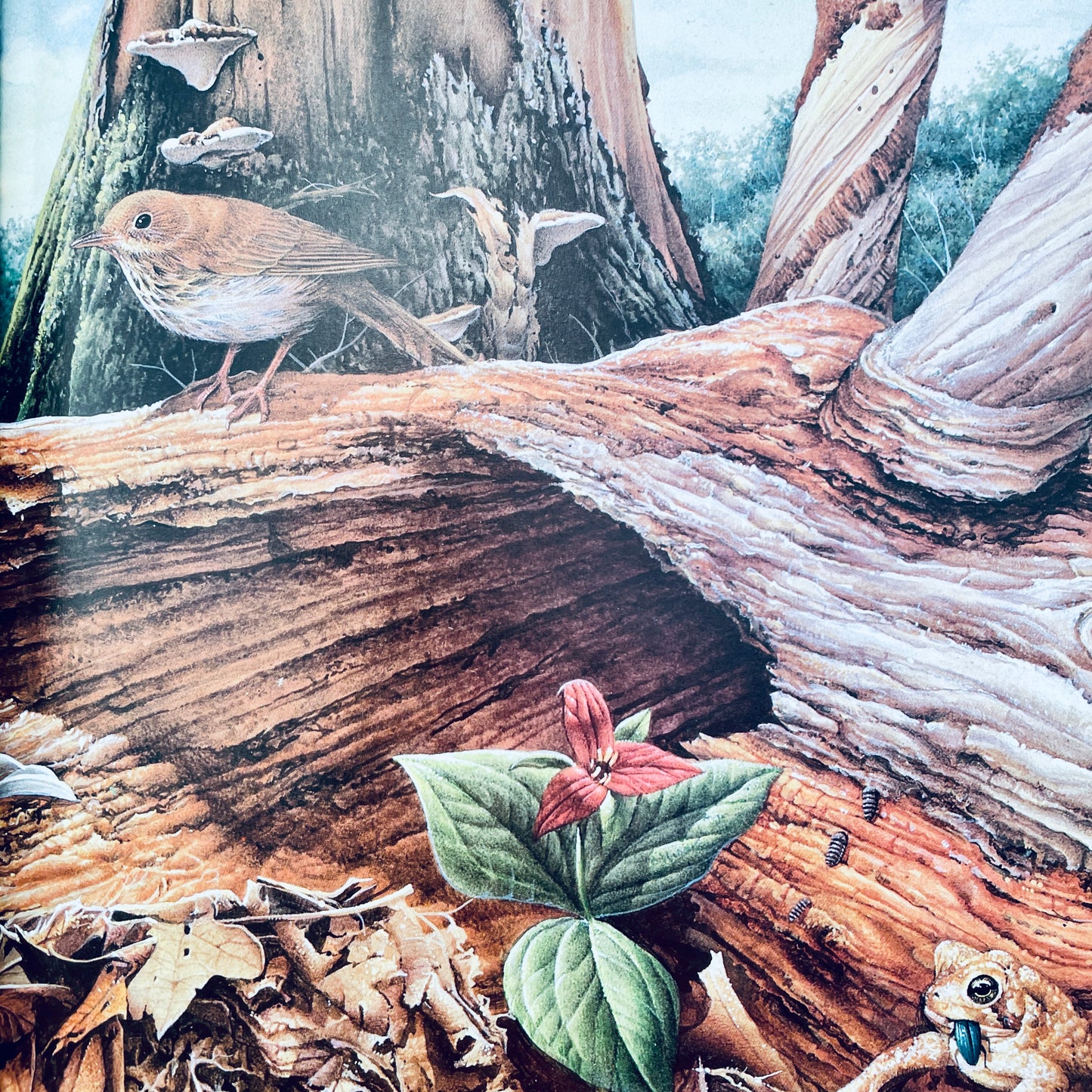 The World Beneath Your Feet (National Geographic Books for Young Explorers)