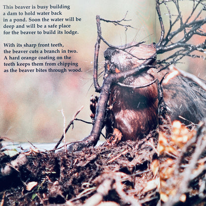 Busy Beavers (National Geographic Books for Young Explorers)