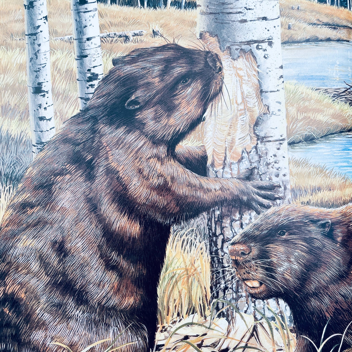 Busy Beavers (National Geographic Books for Young Explorers)