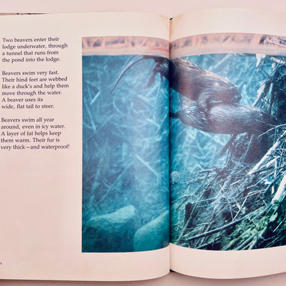 Busy Beavers (National Geographic Books for Young Explorers)