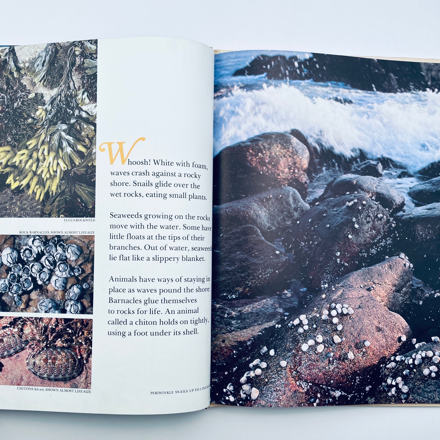 Exploring the Seashore (National Geographic Books for Young Explorers)