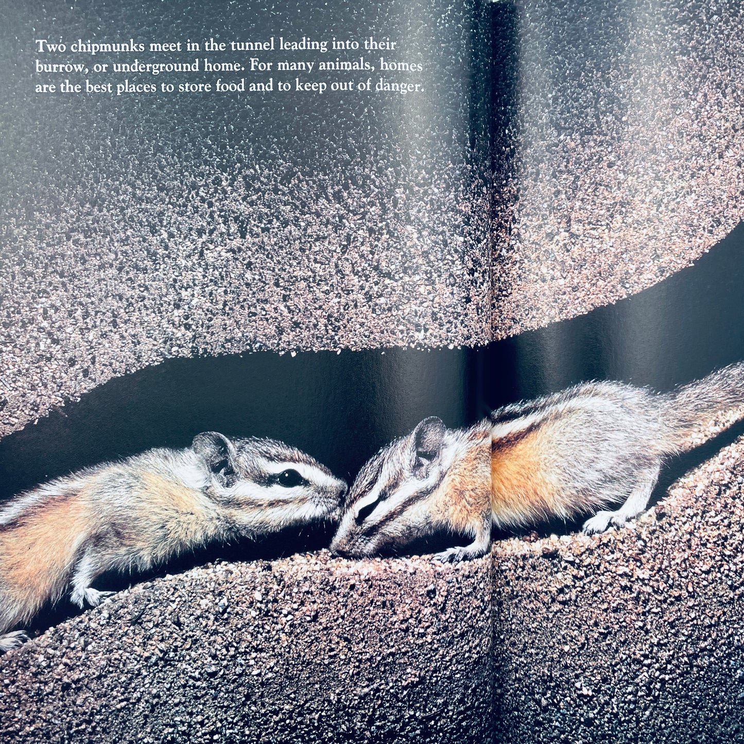 Animals and Their Hiding Places (National Geographic Books for Young Explorers)
