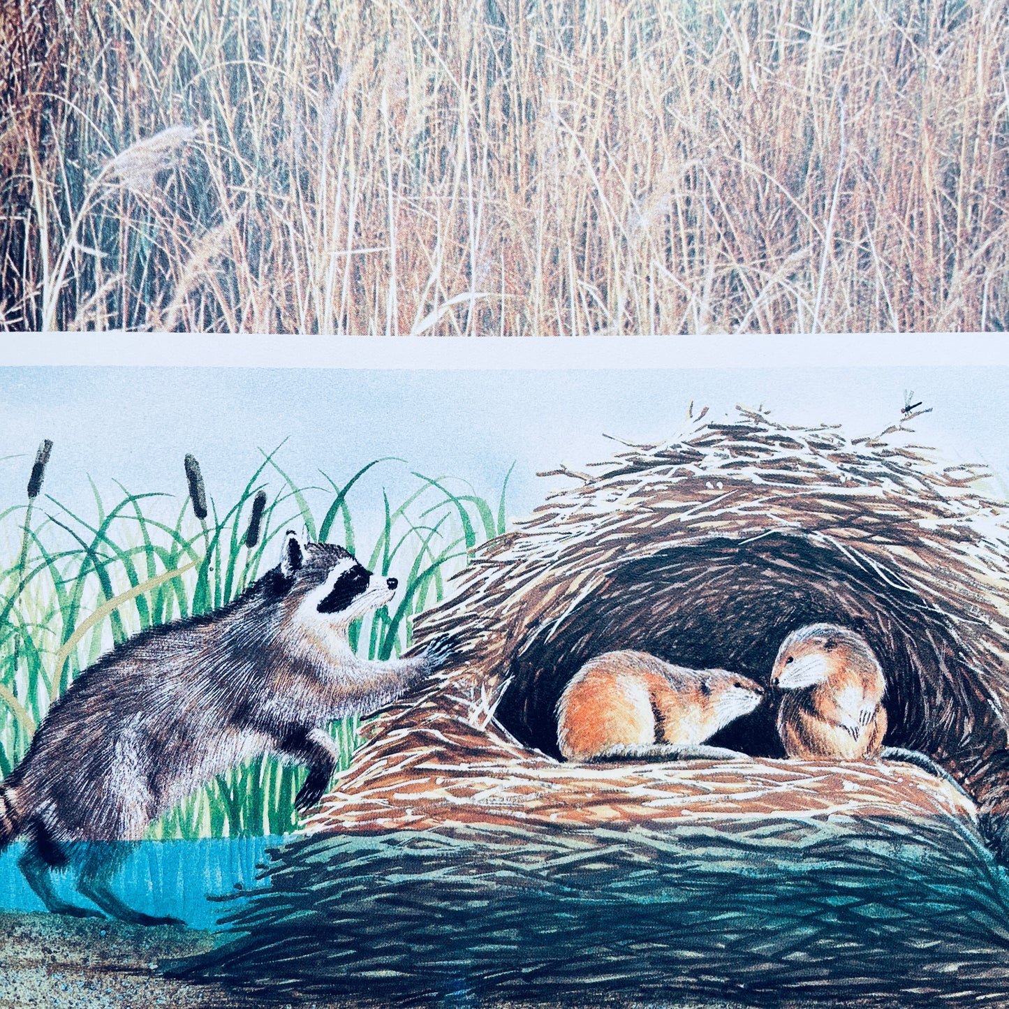 Animals and Their Hiding Places (National Geographic Books for Young Explorers)