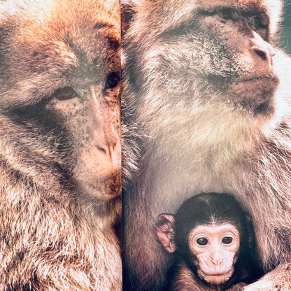 How Animals Care for Their Babies (National Geographic Books for Young Explorers)