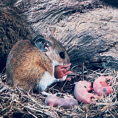 How Animals Care for Their Babies (National Geographic Books for Young Explorers)
