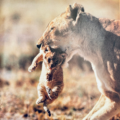 How Animals Care for Their Babies (National Geographic Books for Young Explorers)
