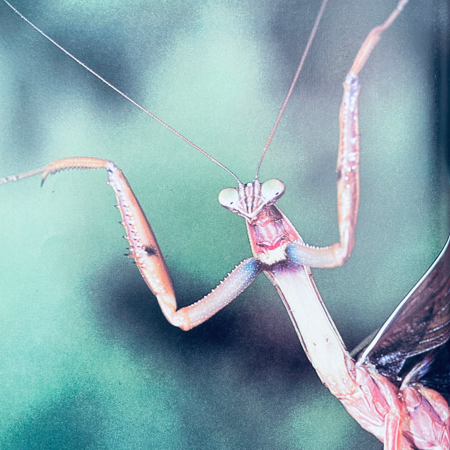 How Animals Talk (National Geographic Books for Young Explorers)