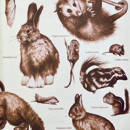 Creatures Small and Furry (National Geographic Books for Young Explorers)