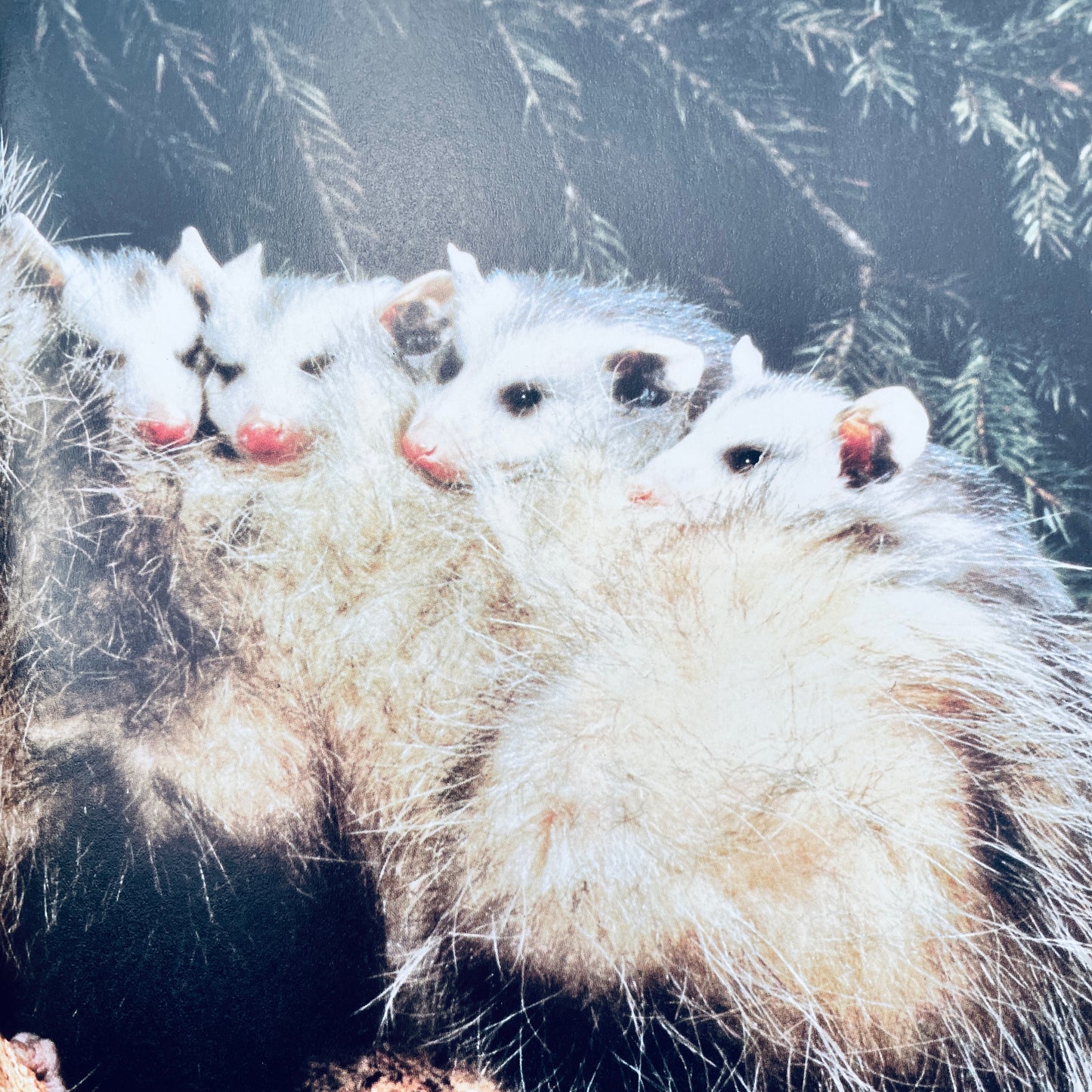 Creatures Small and Furry (National Geographic Books for Young Explorers)