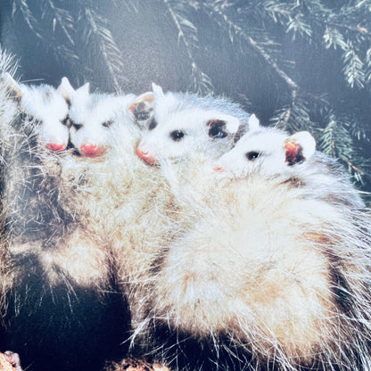 Creatures Small and Furry (National Geographic Books for Young Explorers)