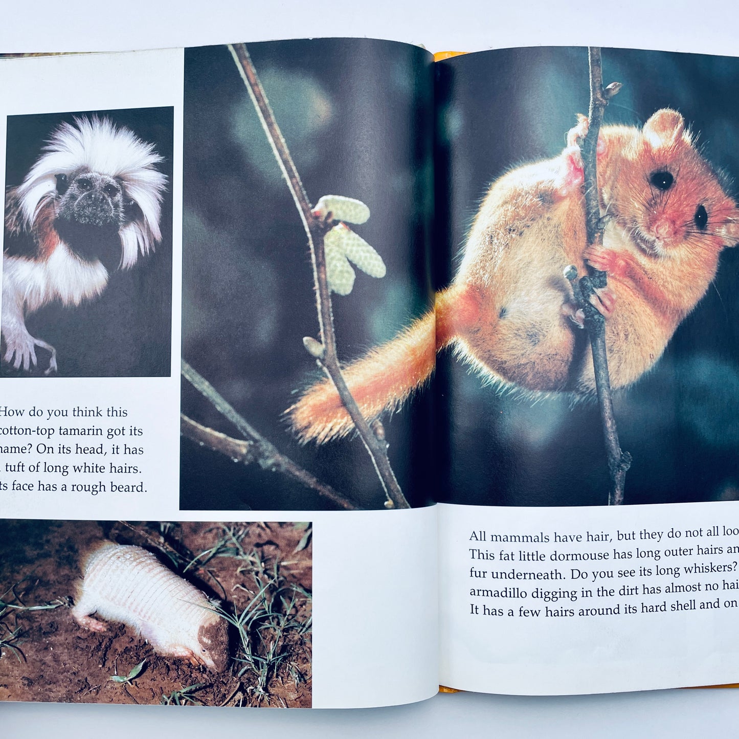 Creatures Small and Furry (National Geographic Books for Young Explorers)