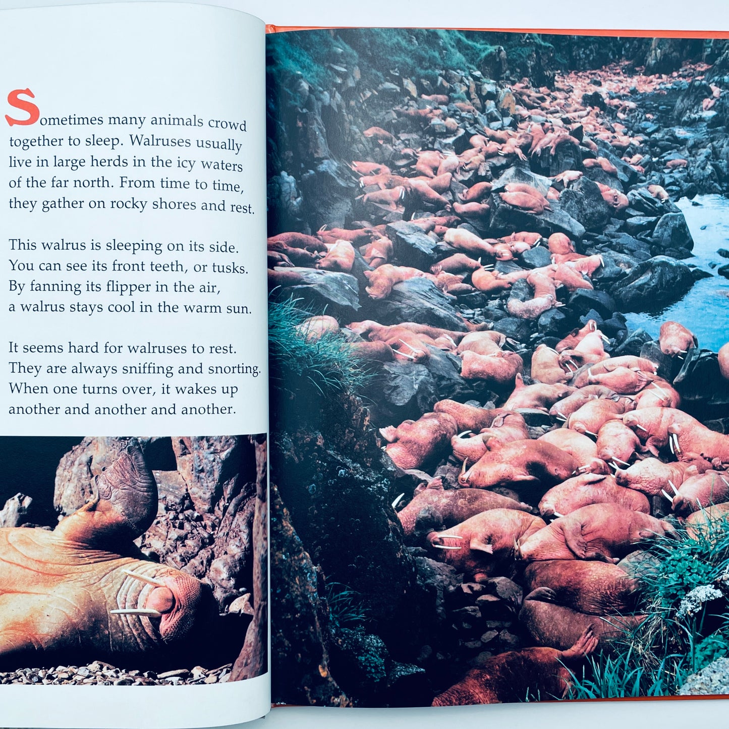 Ways Animals Sleep (National Geographic Books for Young Explorers)