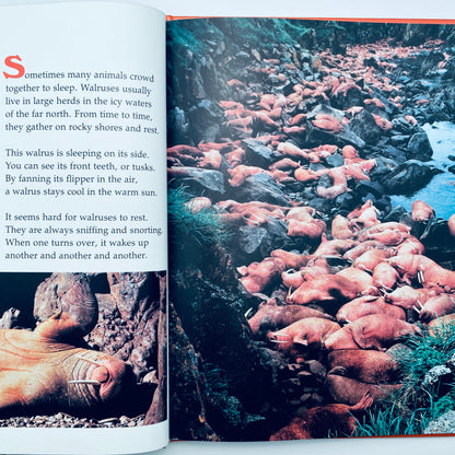 Ways Animals Sleep (National Geographic Books for Young Explorers)