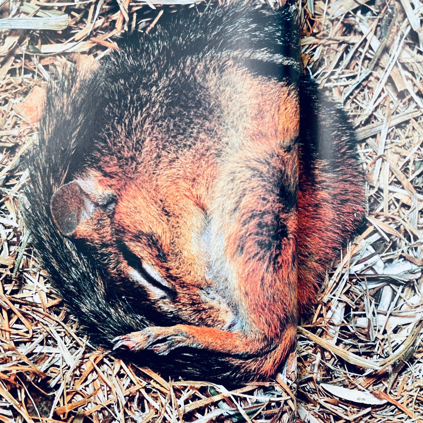 Ways Animals Sleep (National Geographic Books for Young Explorers)