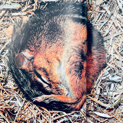 Ways Animals Sleep (National Geographic Books for Young Explorers)